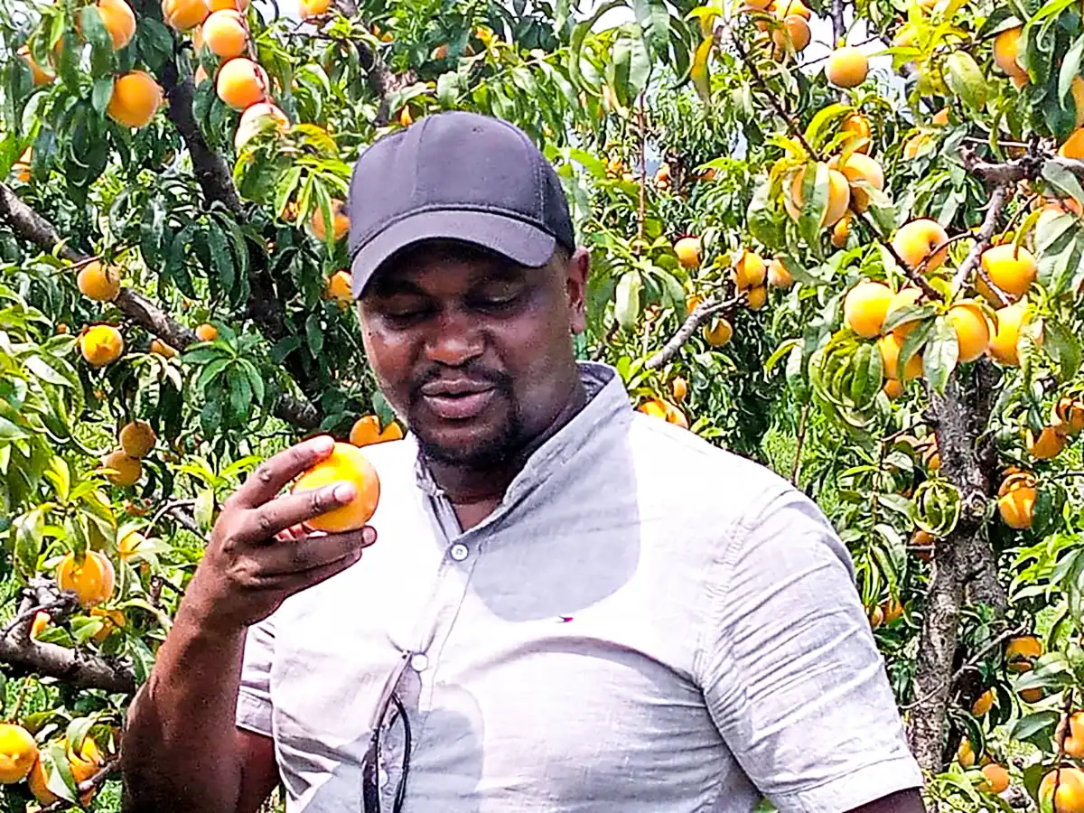 A person holds an orange among fruit trees.